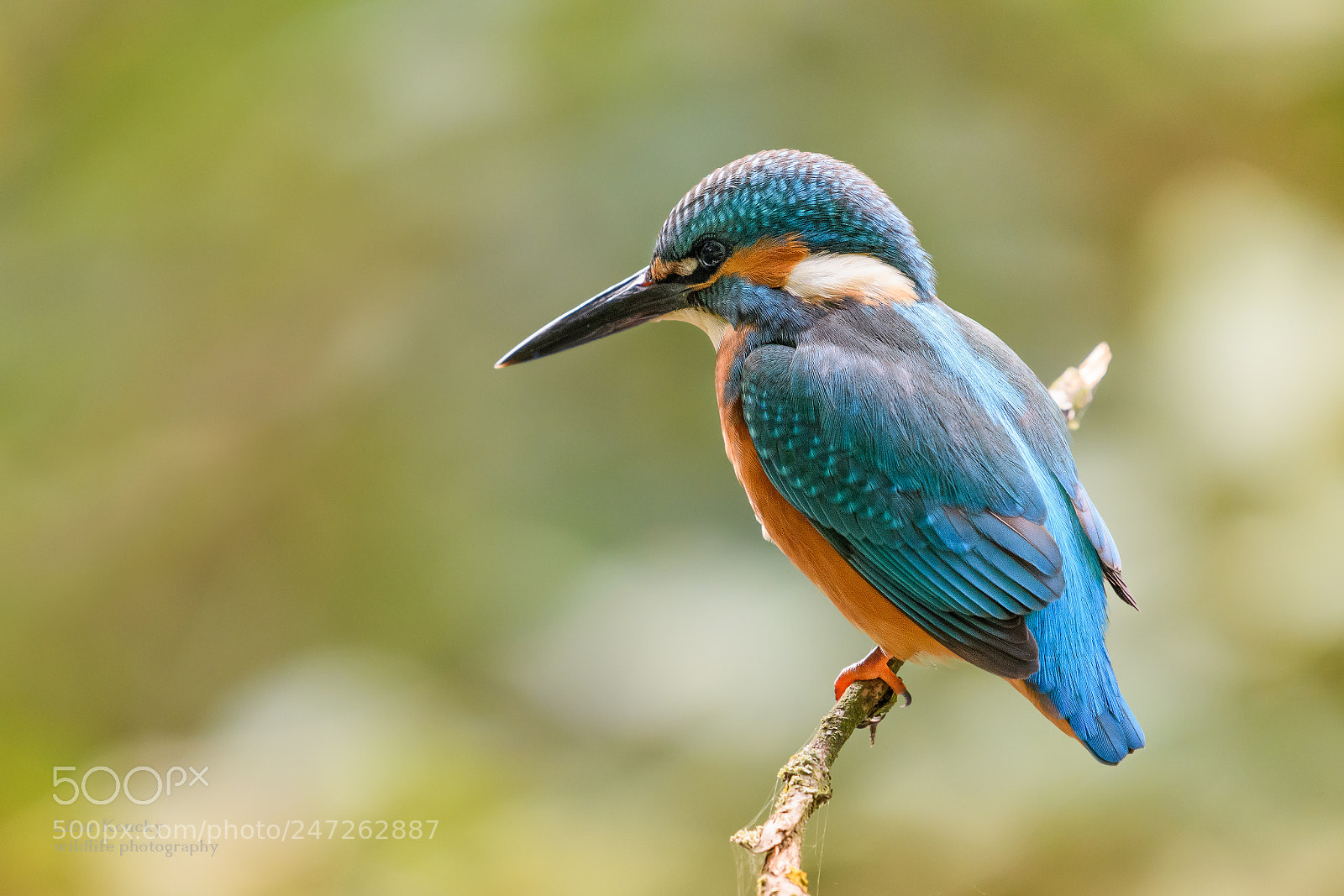Nikon D500 sample photo. Kingfisher (alcedo atthis) photography