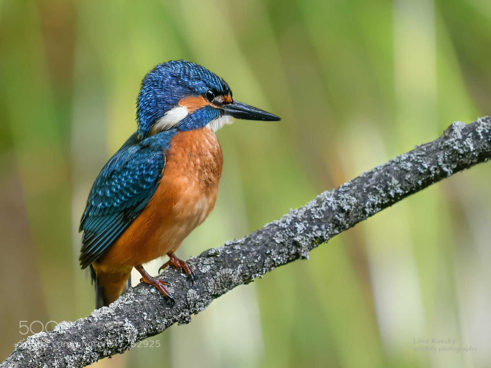 Nikon D500 sample photo. Kingfisher (alcedo atthis) photography
