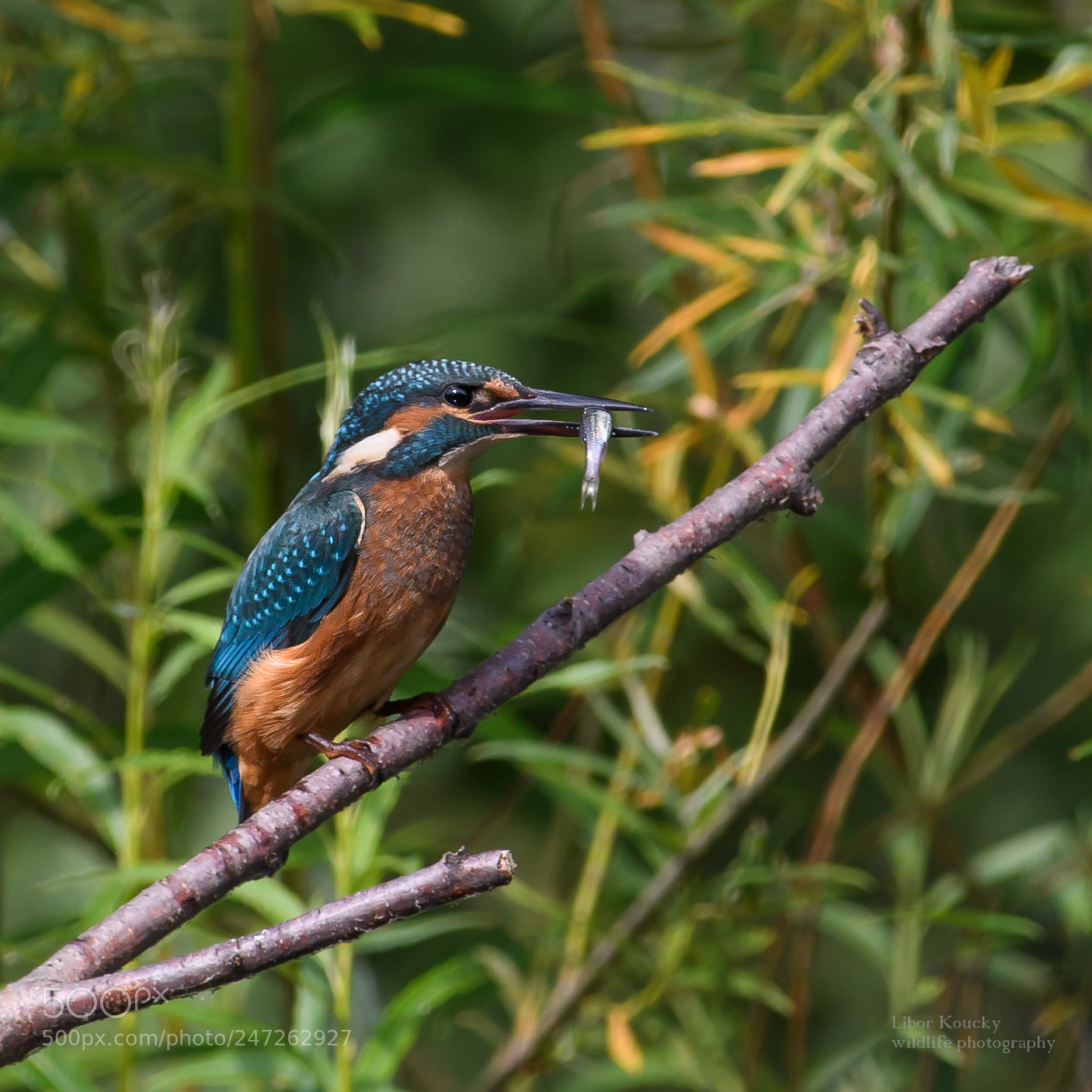 Nikon D500 sample photo. Kingfisher (alcedo atthis) photography