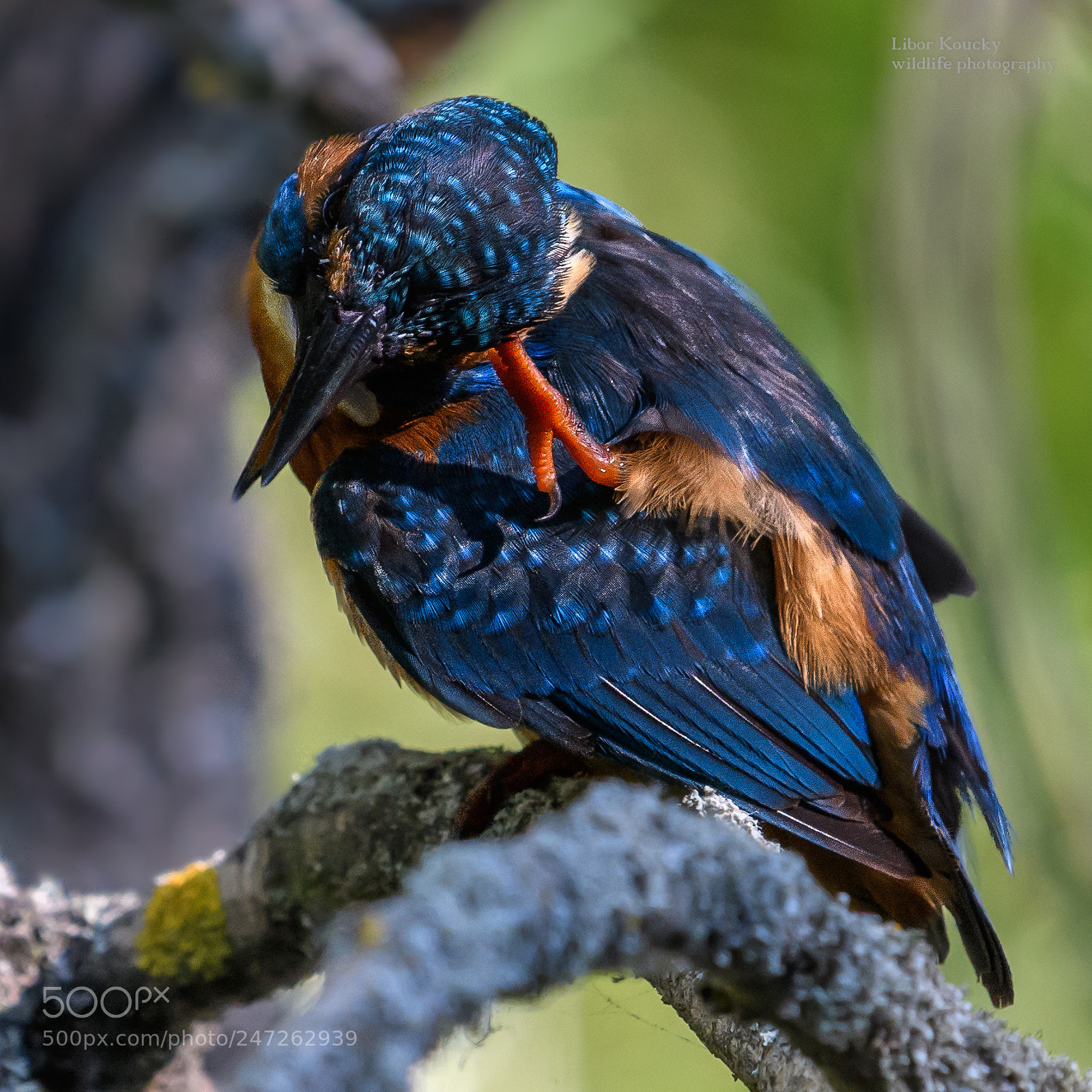 Nikon D500 sample photo. Kingfisher (alcedo atthis) photography