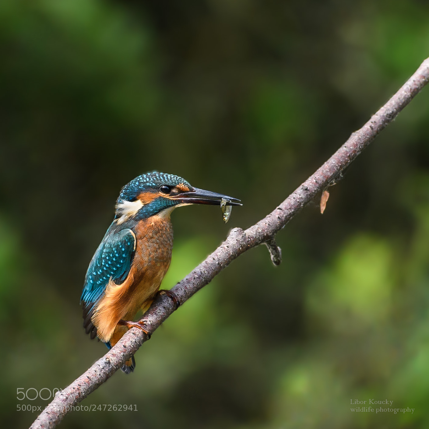Nikon D500 sample photo. Kingfisher (alcedo atthis) photography