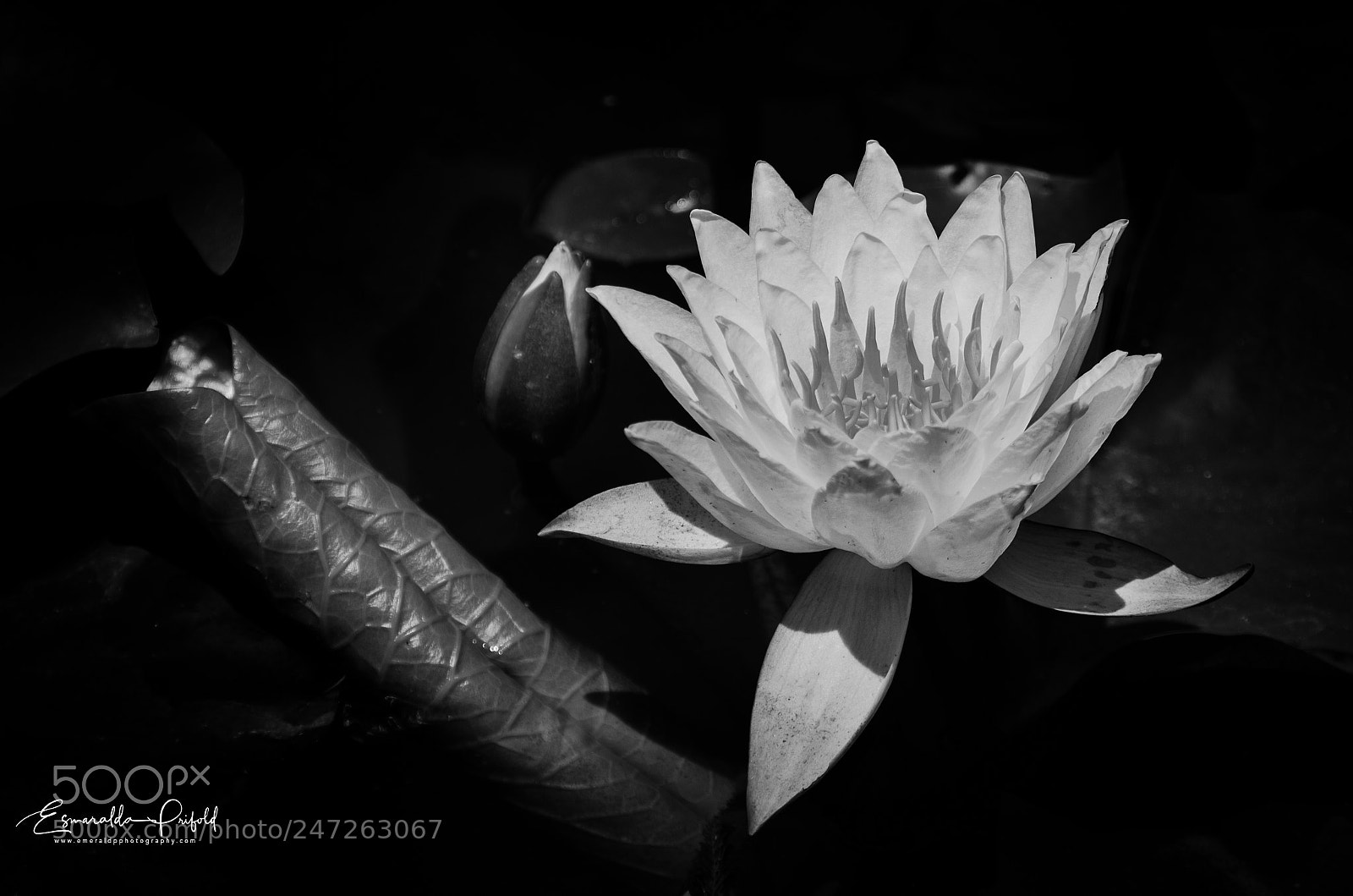 Nikon D7000 sample photo. Water lily in b photography