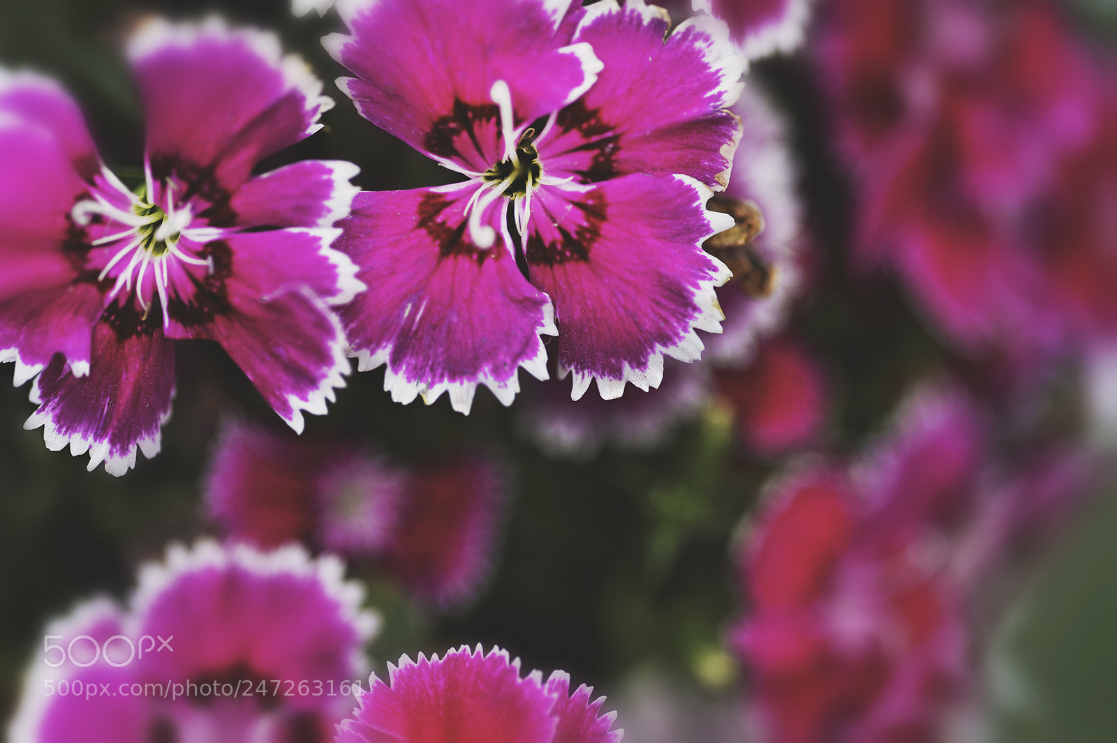 Nikon Df sample photo. Untitled photography