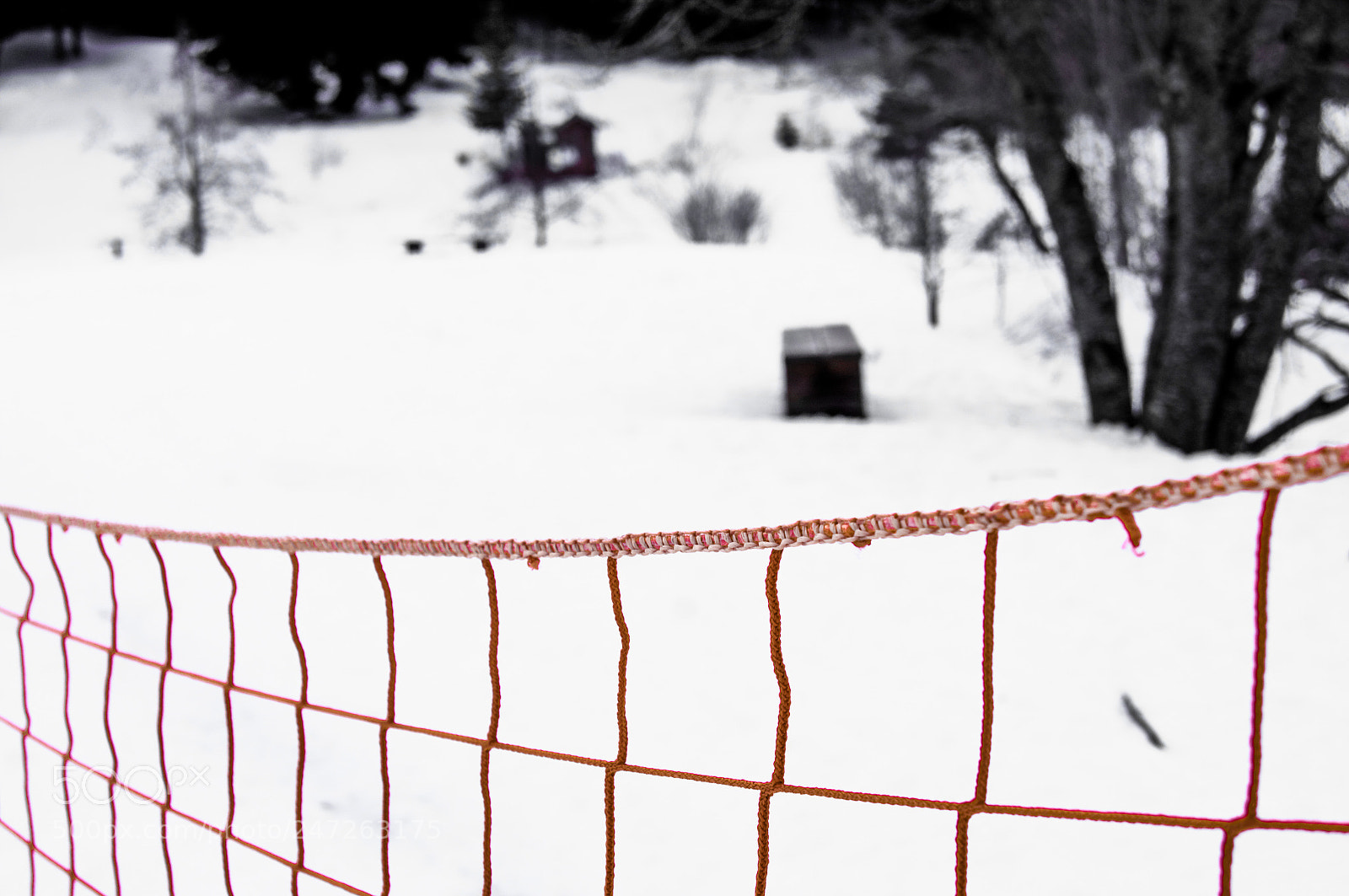 Sony SLT-A55 (SLT-A55V) sample photo. Winter mesh photography