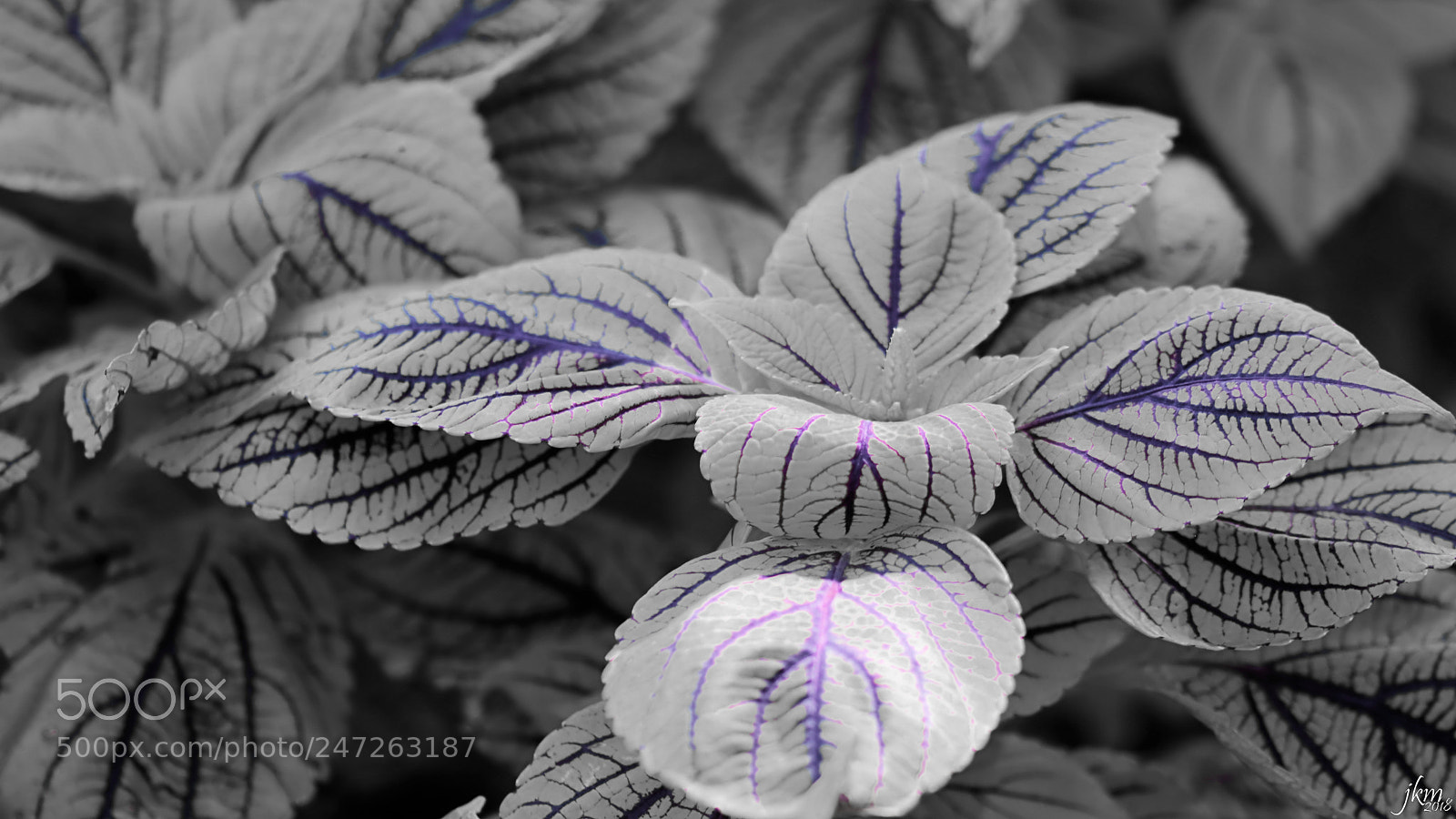 Canon EOS 750D (EOS Rebel T6i / EOS Kiss X8i) sample photo. Purple veins photography