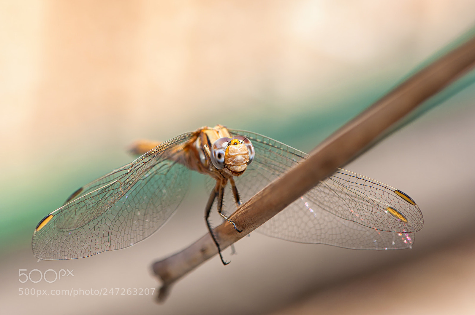 Nikon D90 sample photo. Dragonfly photography