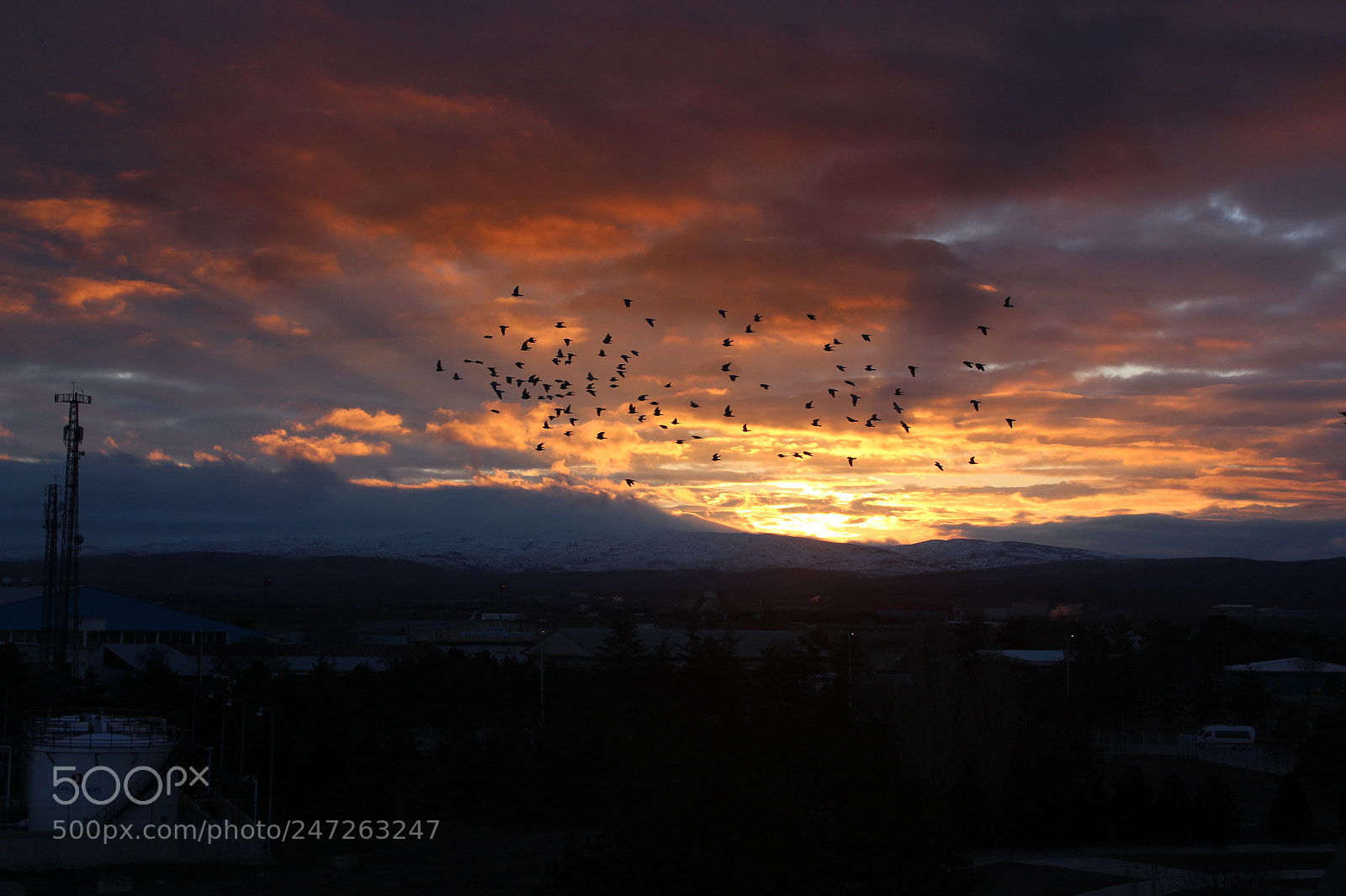 Canon EF-S 18-55mm F3.5-5.6 III sample photo. Morning flight photography