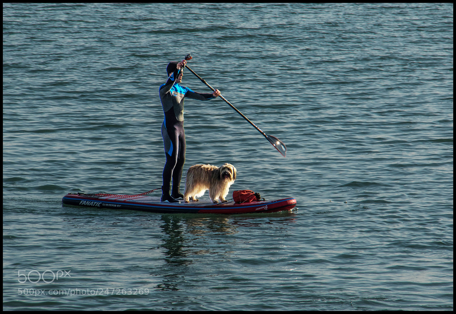 Canon EOS 7D Mark II sample photo. Jamais sans mon chien photography