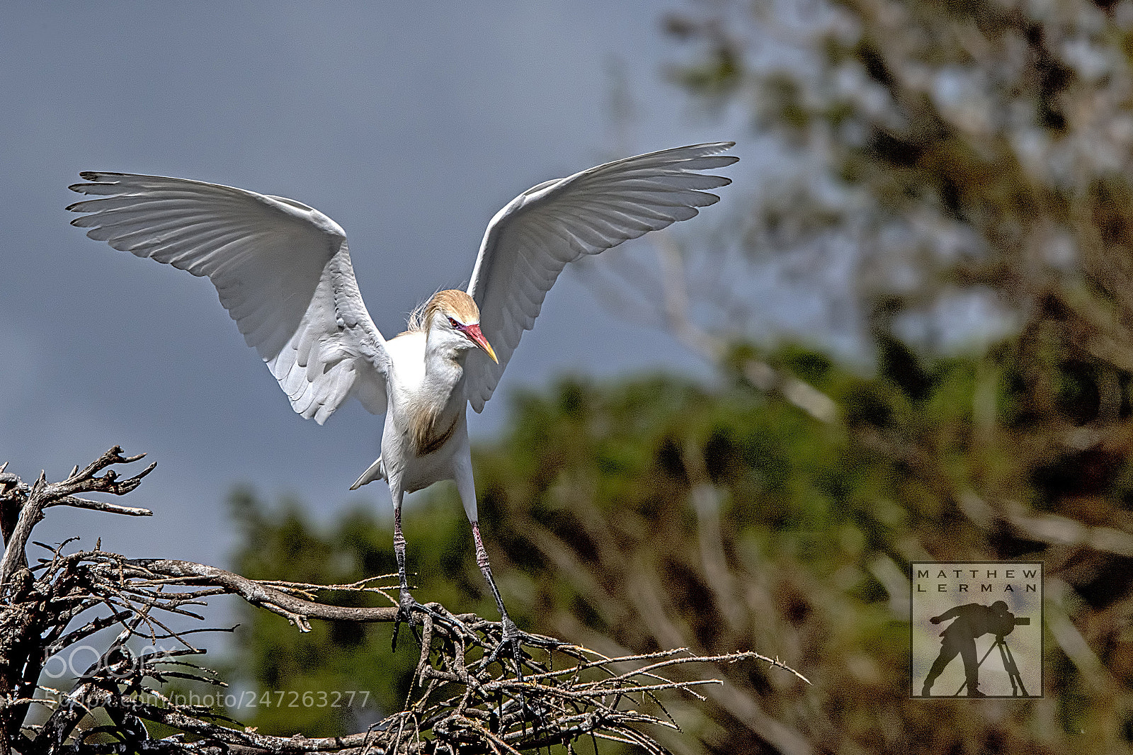 Nikon D810 sample photo. Wings photography
