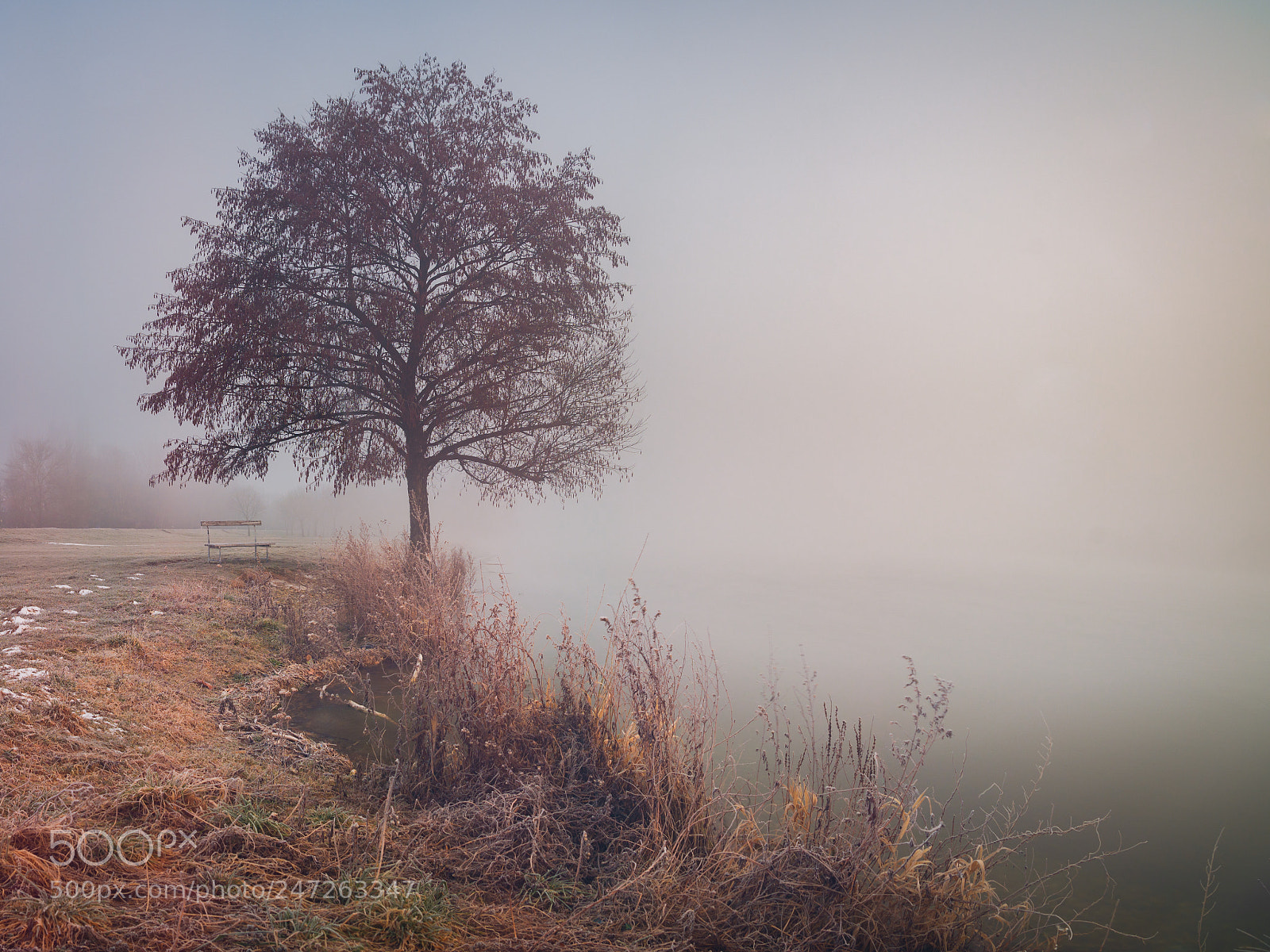 Nikon D7100 sample photo. Tree, mist & morning photography