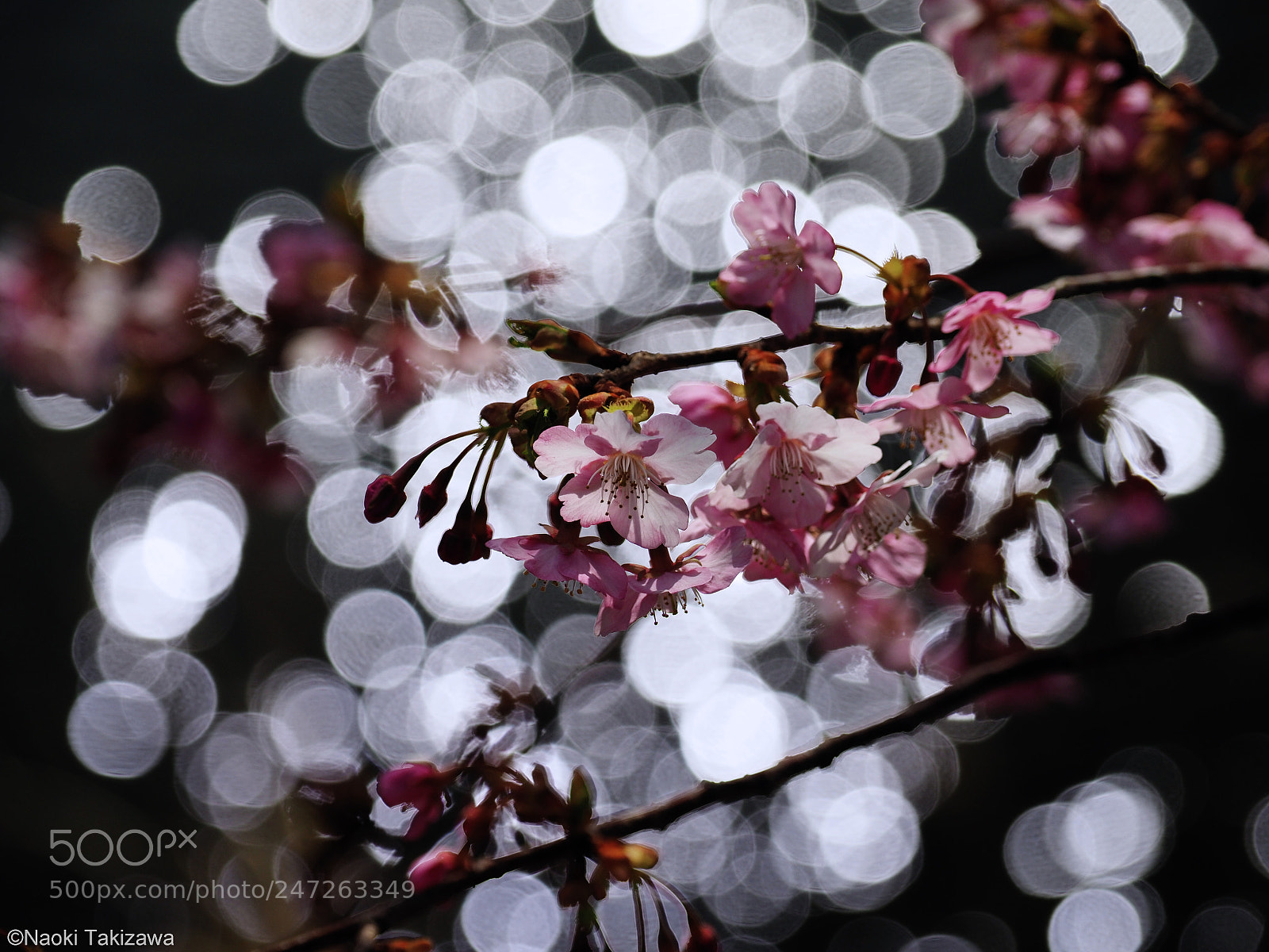 Olympus OM-D E-M1 Mark II sample photo. Spring sign 2 photography