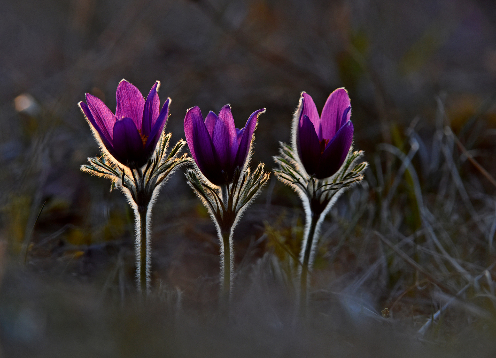 Nikon D7200 sample photo. Pasqueflower photography