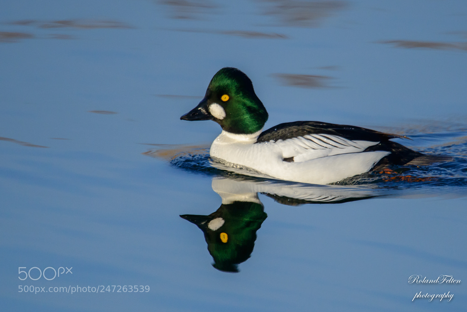 Nikon D800 sample photo. Goldeneye drake photography