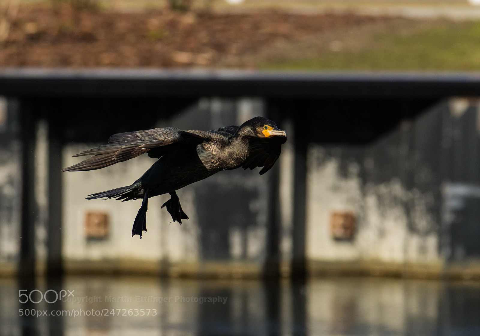 Canon EOS 7D Mark II sample photo. Cormorant flies 24022018 photography