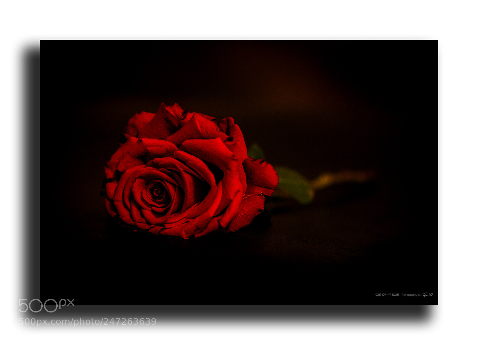 Canon EOS 600D (Rebel EOS T3i / EOS Kiss X5) sample photo. - red rose - photography