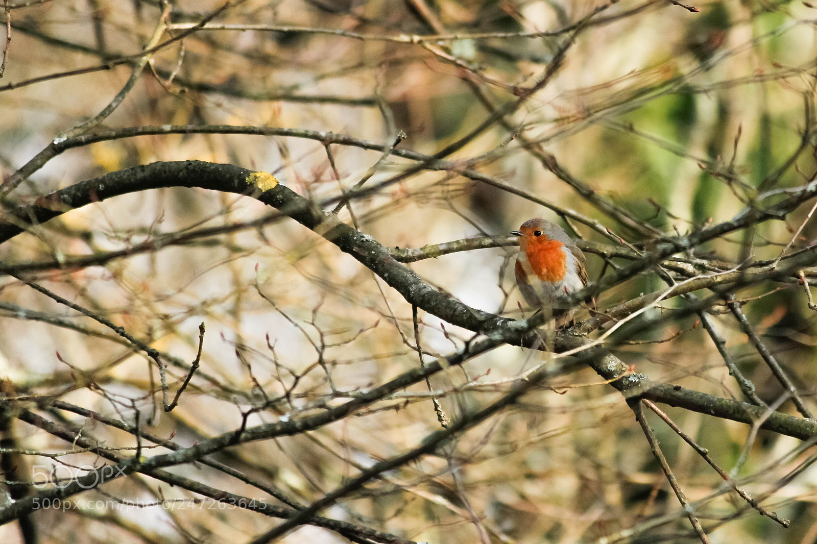 Canon EOS 600D (Rebel EOS T3i / EOS Kiss X5) sample photo. Robin photography