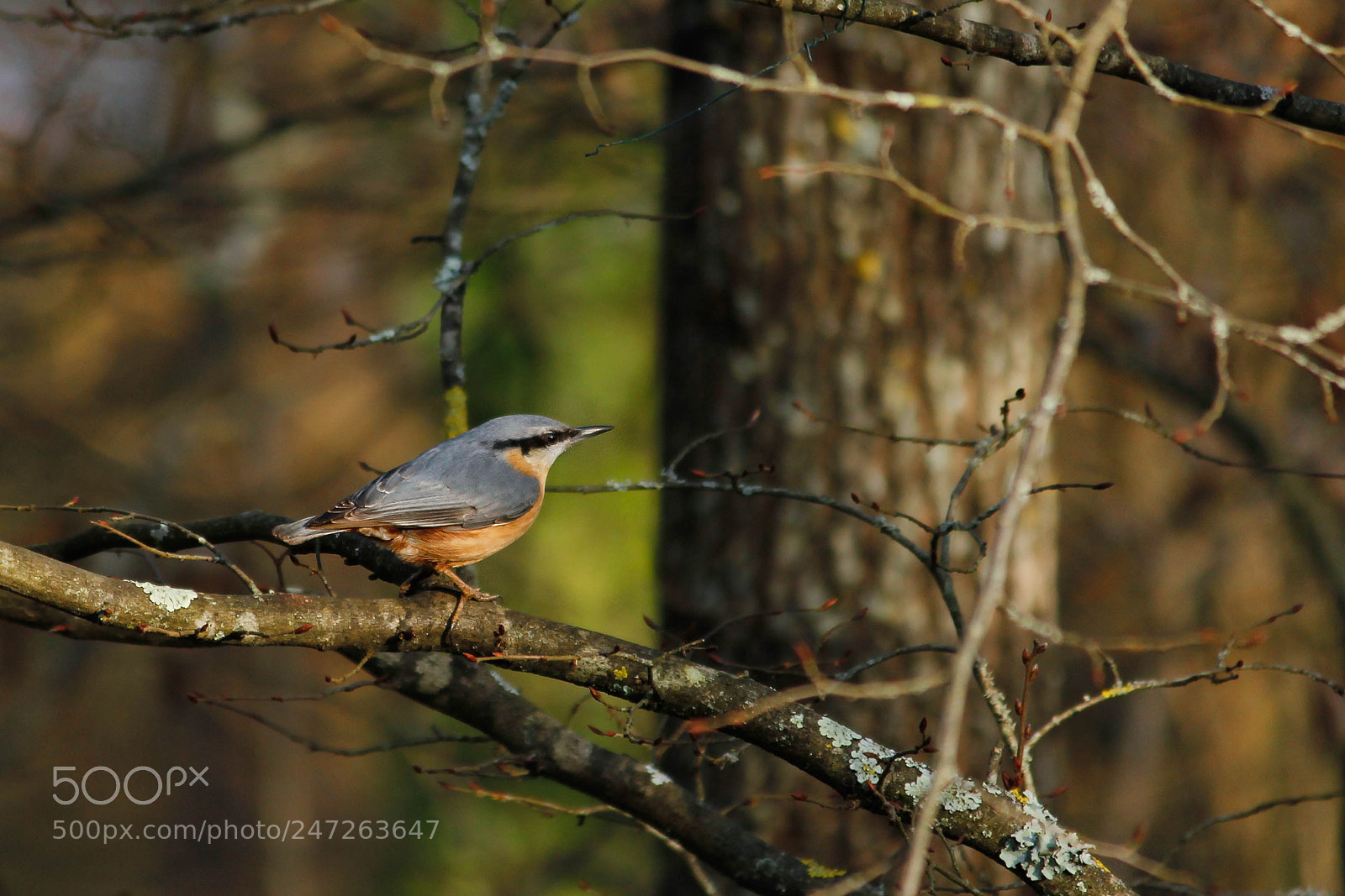 Canon EOS 600D (Rebel EOS T3i / EOS Kiss X5) sample photo. Bird photography