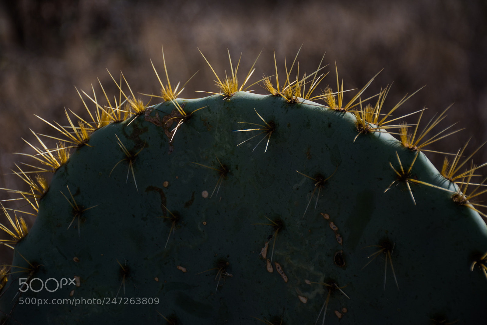 Nikon D7100 sample photo. Yellow thorns photography