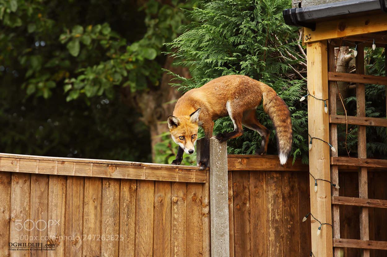 Canon EOS-1D X sample photo. Garden friend photography