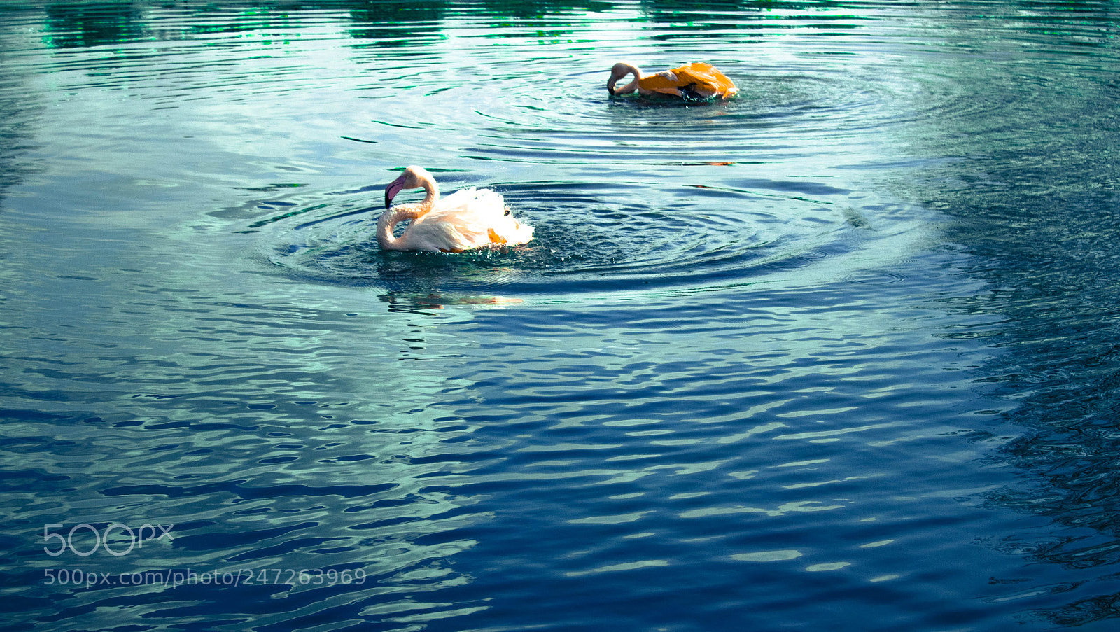 Canon EOS 1300D (EOS Rebel T6 / EOS Kiss X80) sample photo. Flamingo photography