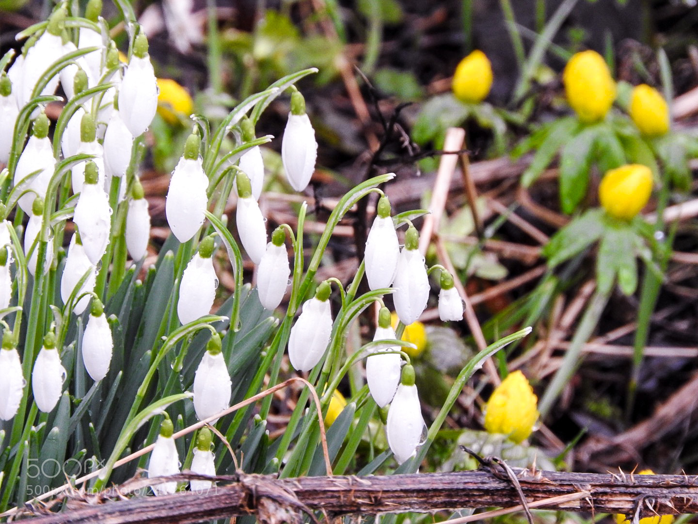 Nikon Coolpix P610 sample photo. Snowdrops after rain photography