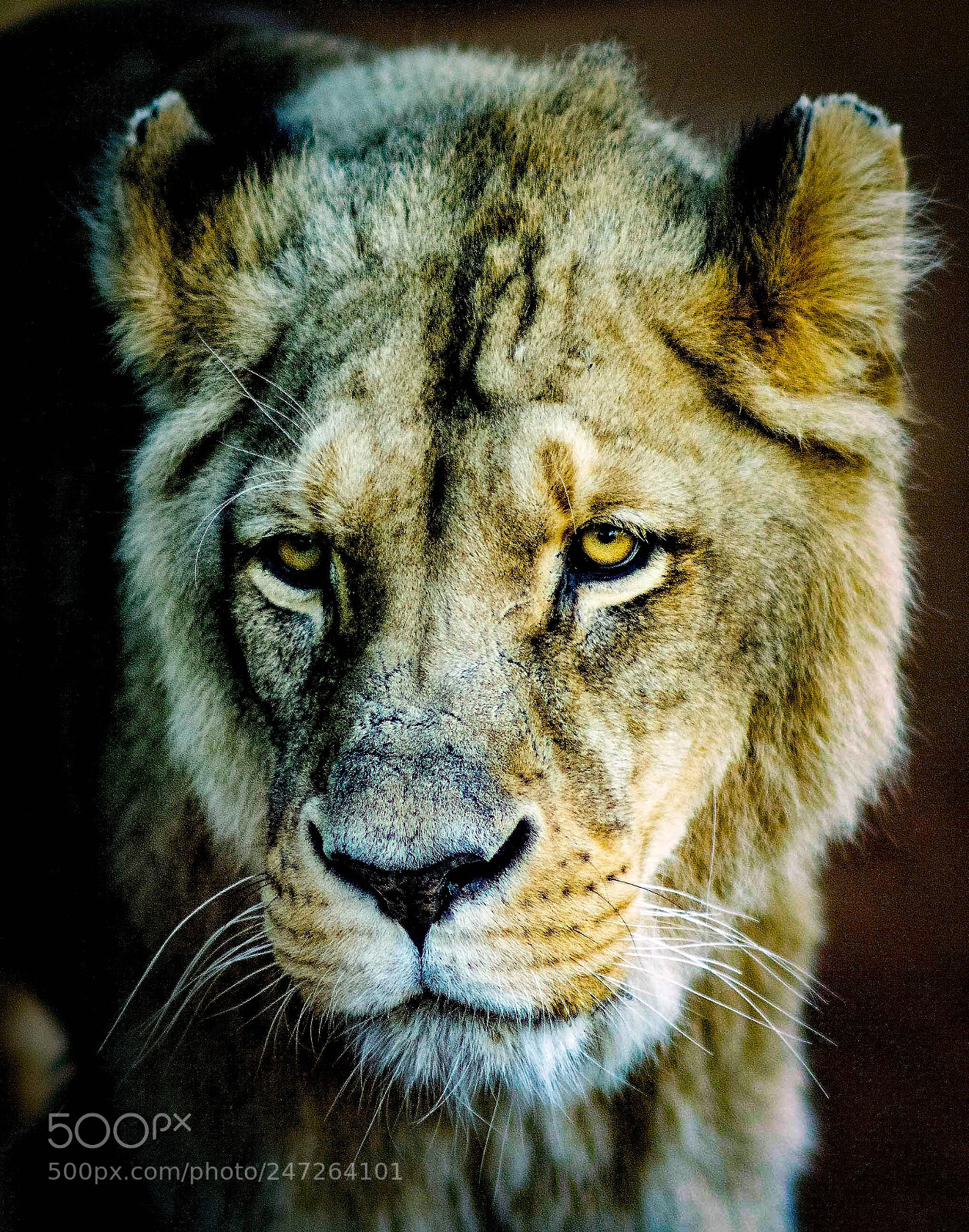Nikon D7100 sample photo. Lion approaching photography