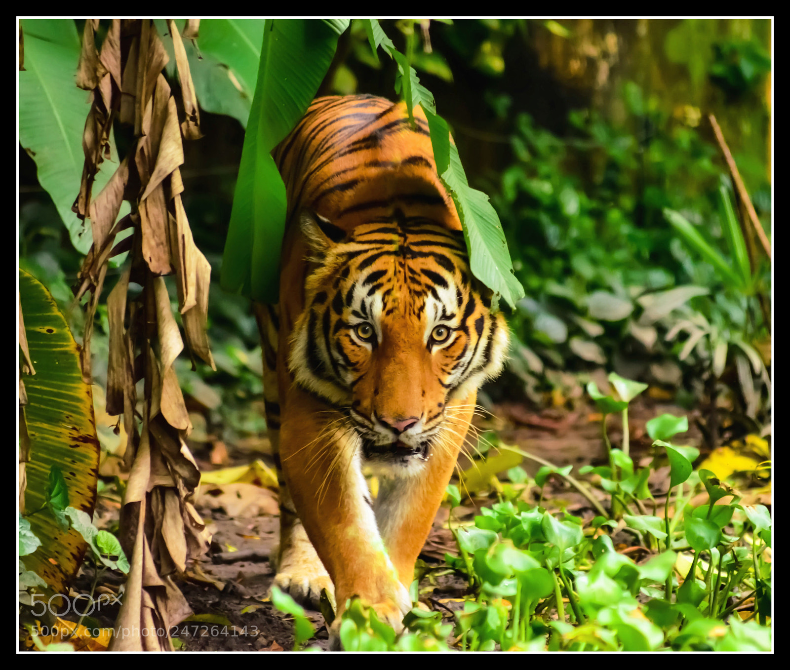 Nikon D5100 sample photo. Save the tigers photography