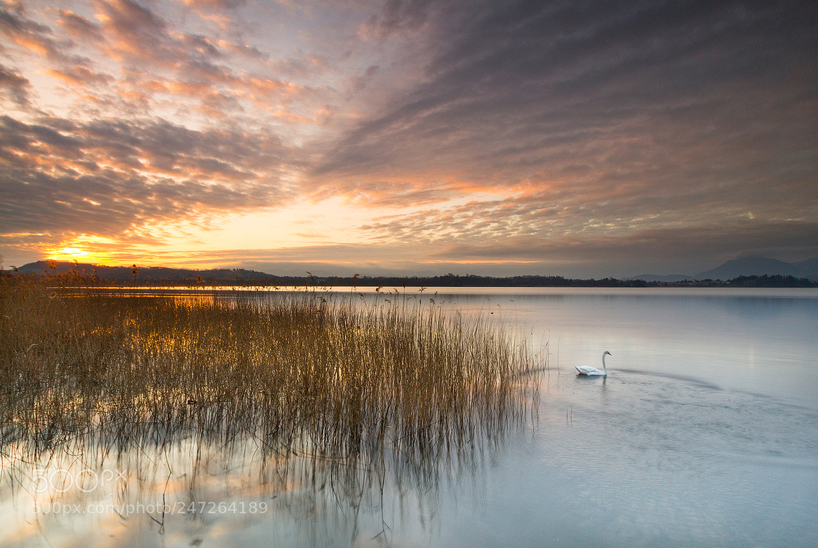 Canon EOS 60D sample photo. The swan song photography