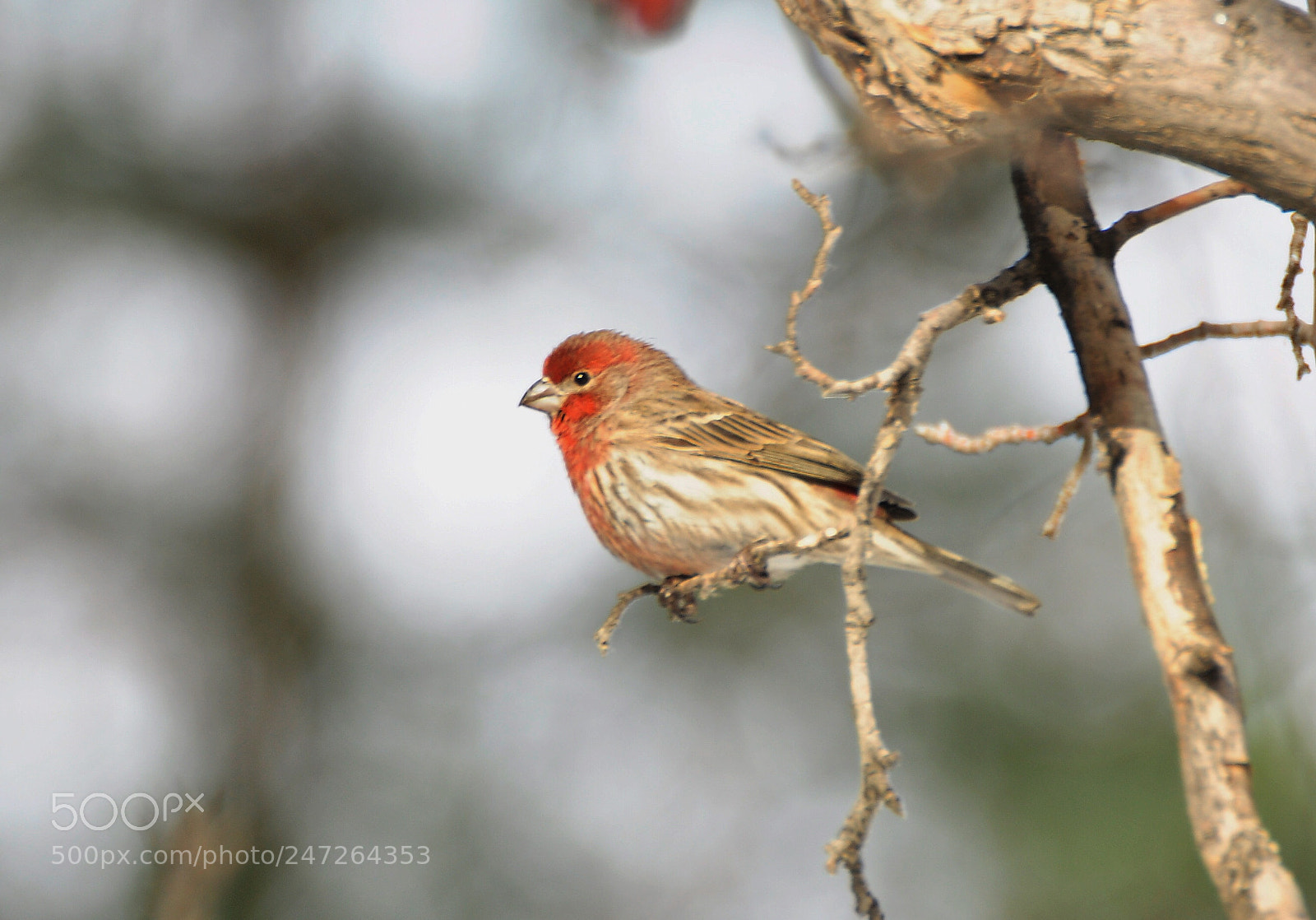 Nikon D90 sample photo. House finch photography