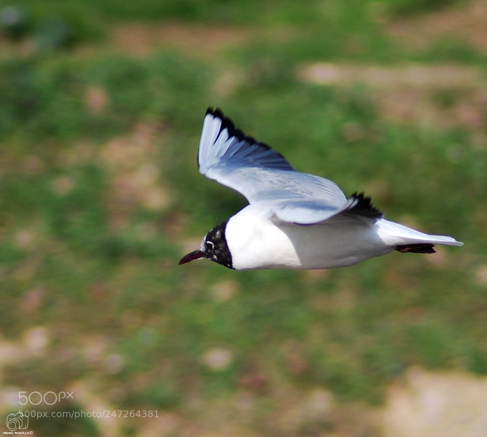 Nikon D60 sample photo. Untitled photography