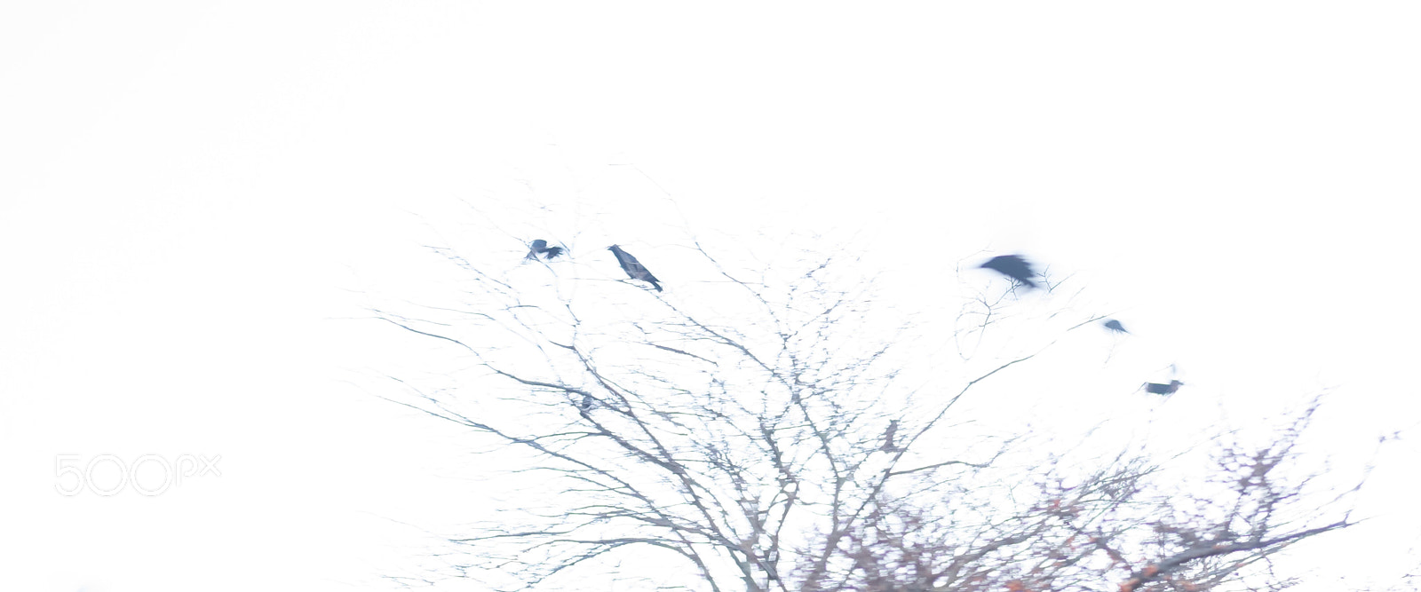 Fujifilm X-E2 sample photo. Crows photography