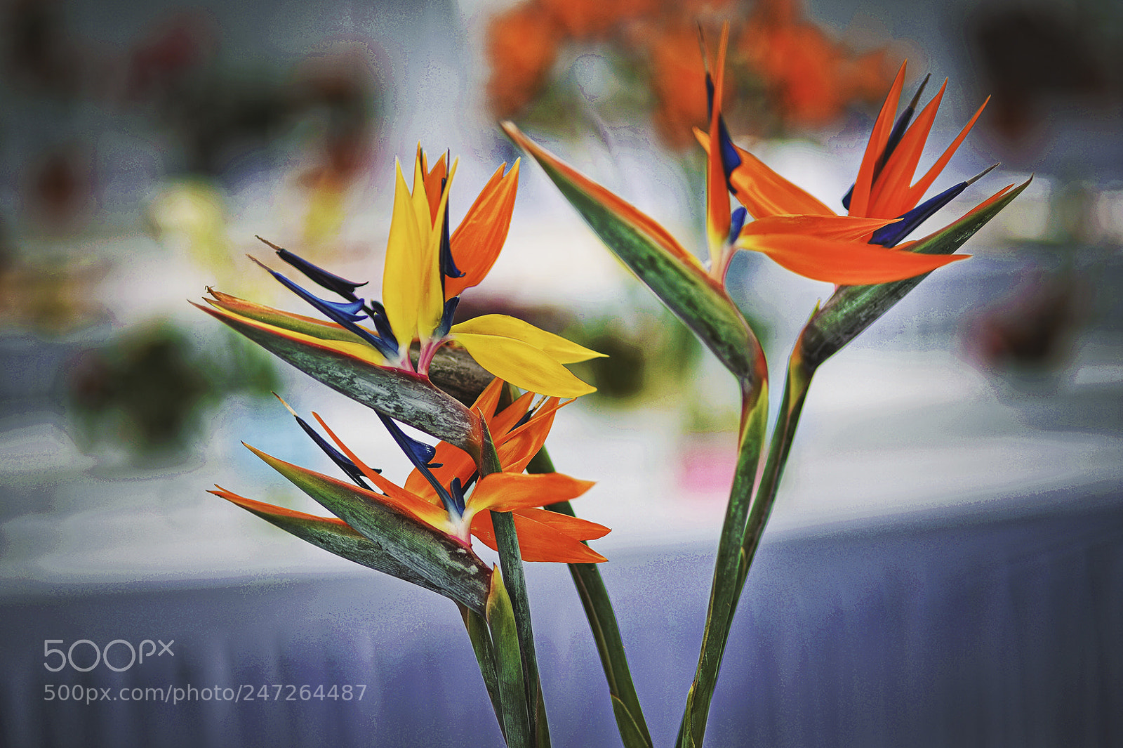 Nikon Df sample photo. Untitled photography