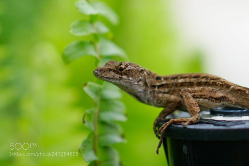 Sony a6300 sample photo. Lizards are coming for photography