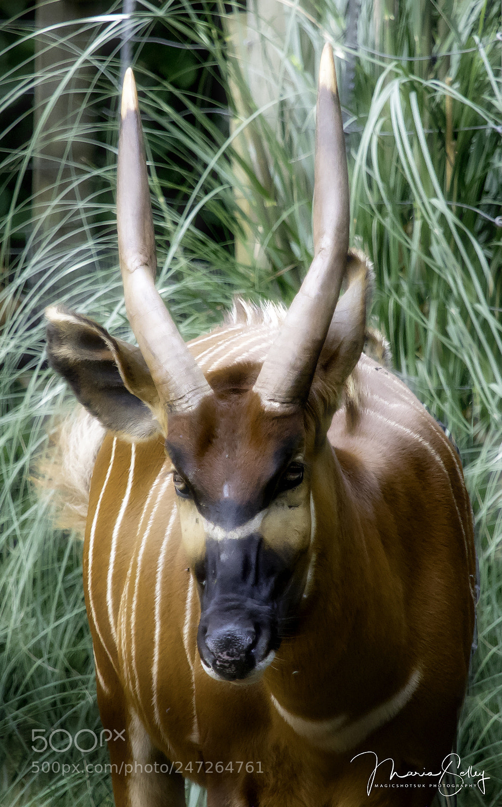 Olympus OM-D E-M1 Mark II sample photo. Bongo face photography
