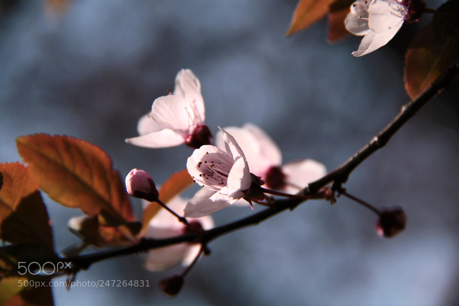 Canon EOS 1000D (EOS Digital Rebel XS / EOS Kiss F) sample photo. First flowers photography