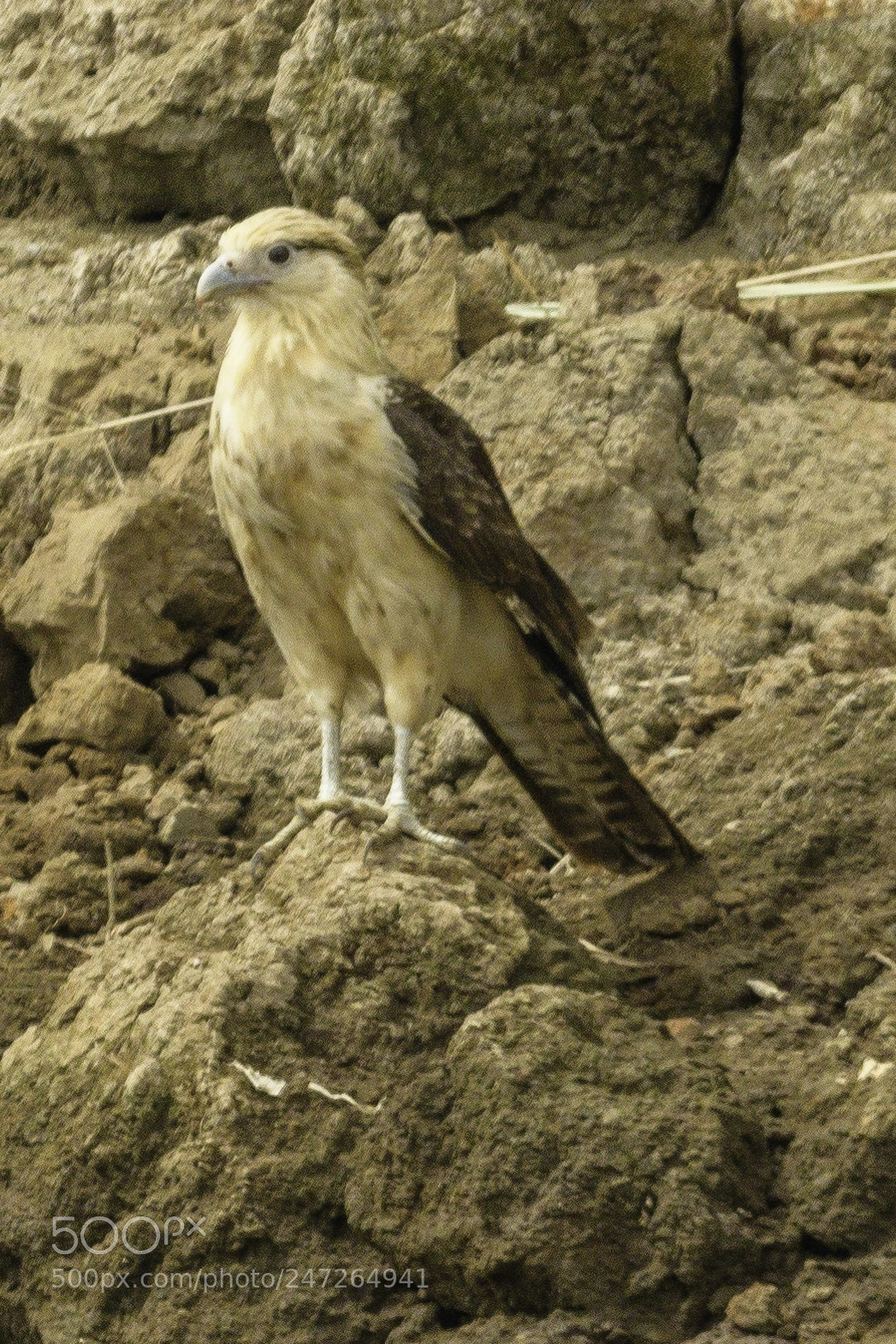 Nikon D500 sample photo. Yellow headed caracara photography