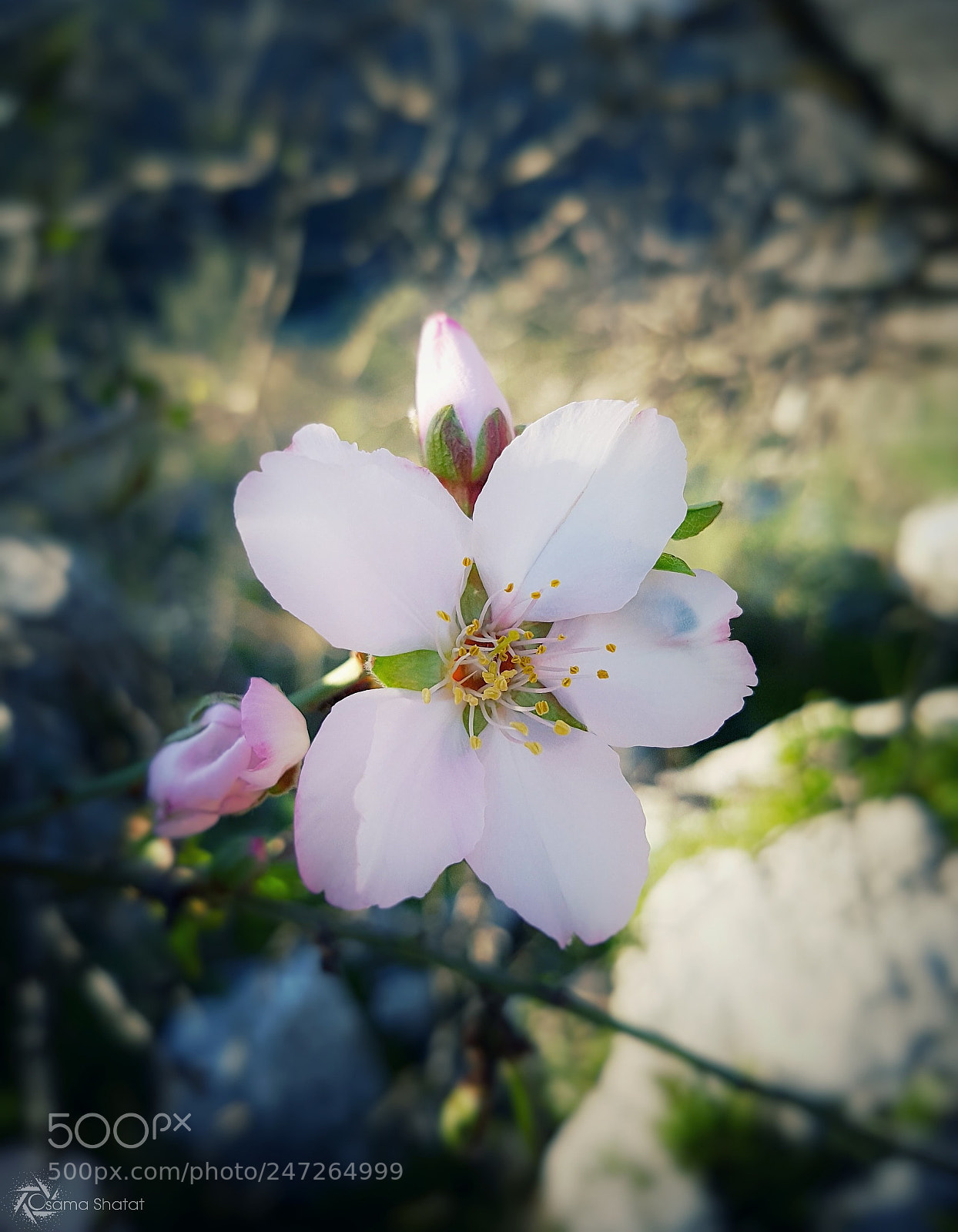 Samsung Galaxy S7 Edge sample photo. Untitled photography