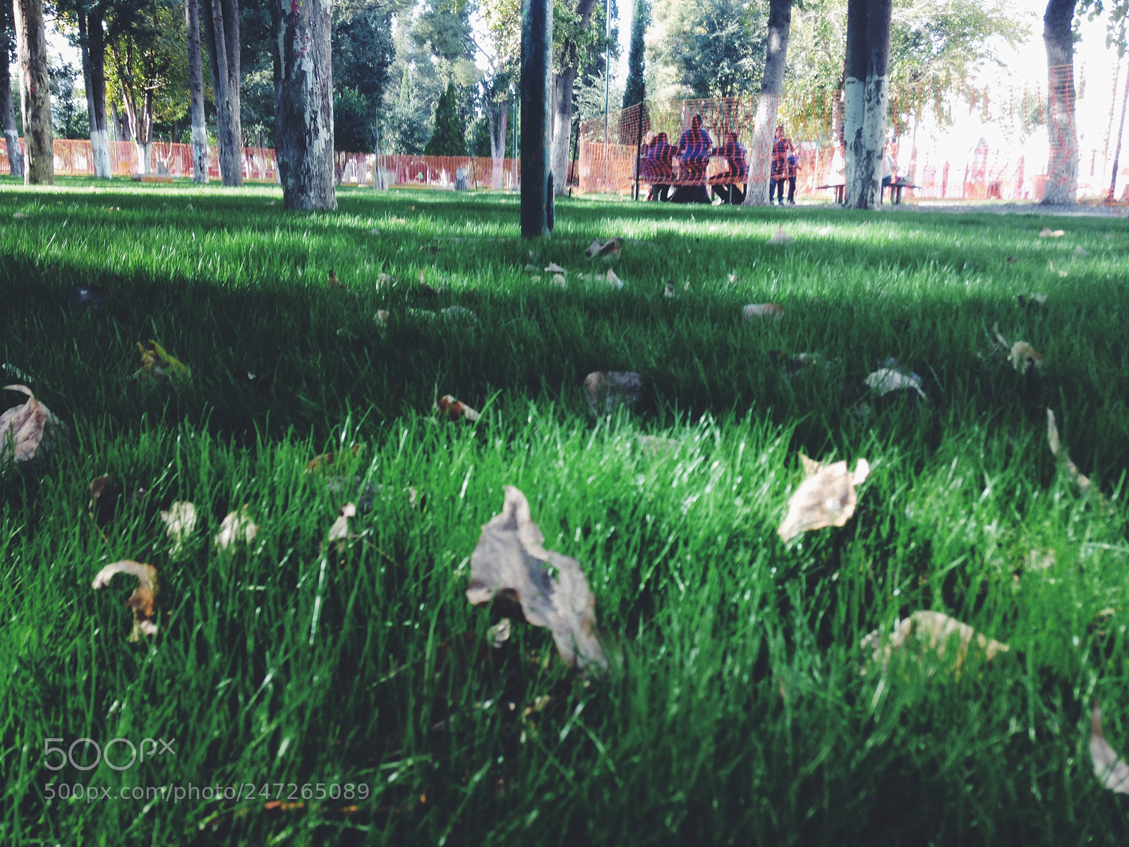 Apple iPhone 5 sample photo. ? photography