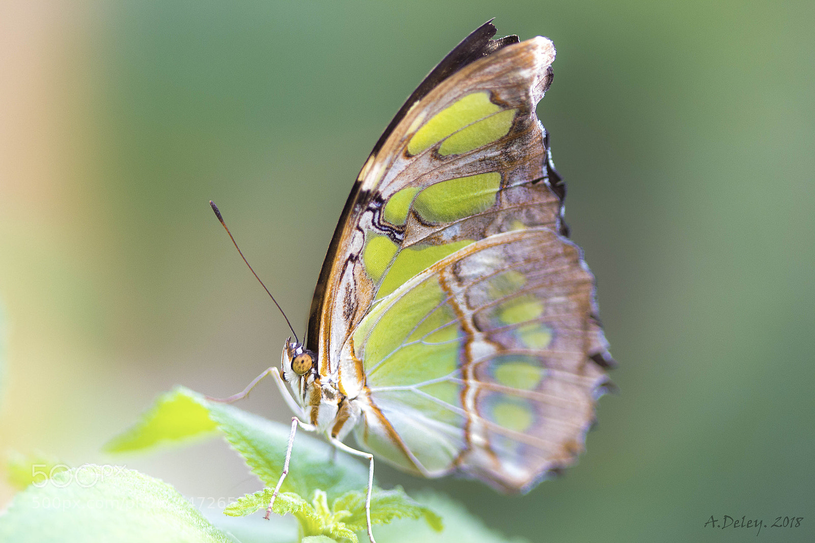 Canon EOS 700D (EOS Rebel T5i / EOS Kiss X7i) sample photo. Malachite photography