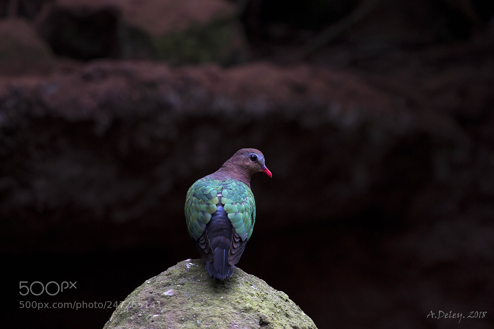 Canon EOS 700D (EOS Rebel T5i / EOS Kiss X7i) sample photo. Emerald dove photography