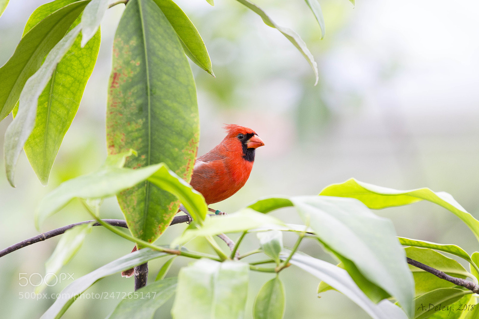 Canon EOS 700D (EOS Rebel T5i / EOS Kiss X7i) sample photo. Kardinaalvogel photography