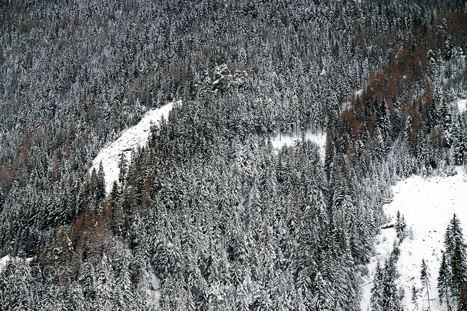 Sony a7R II sample photo. Winter forest photography