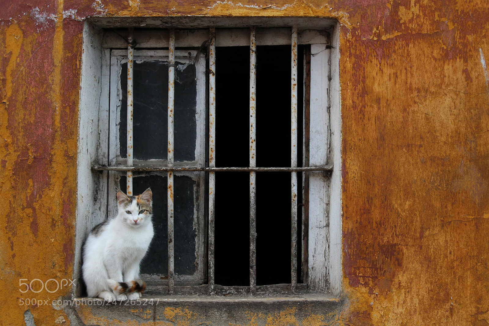Canon EOS 650D (EOS Rebel T4i / EOS Kiss X6i) sample photo. White cat photography