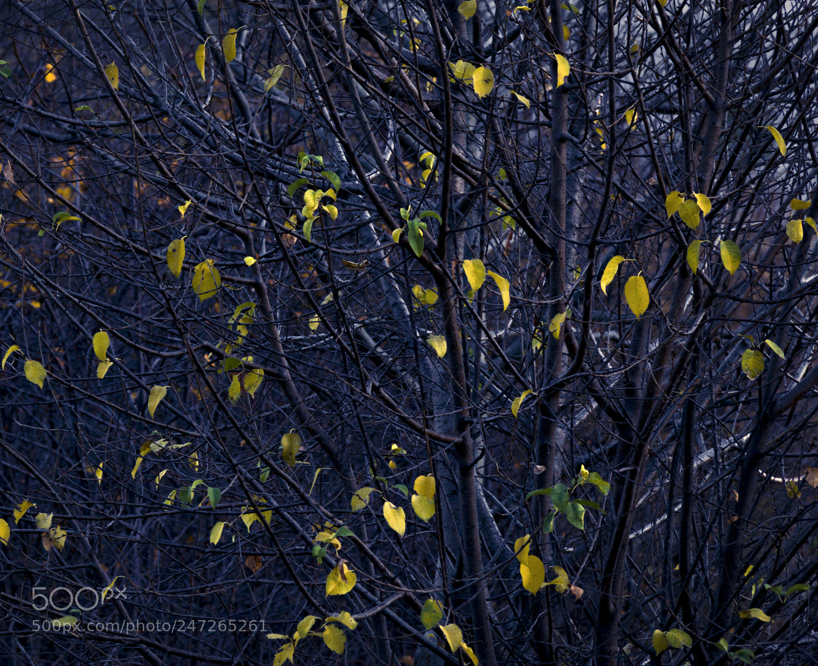 Canon EOS 60D sample photo. Mg photography