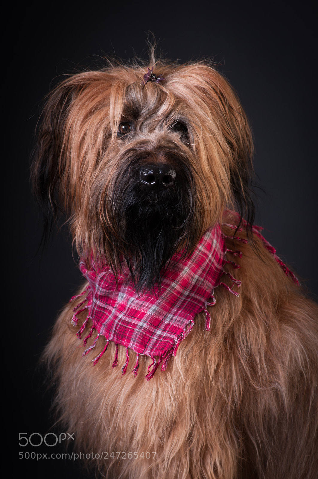 Nikon D300 sample photo. Briard seb photography