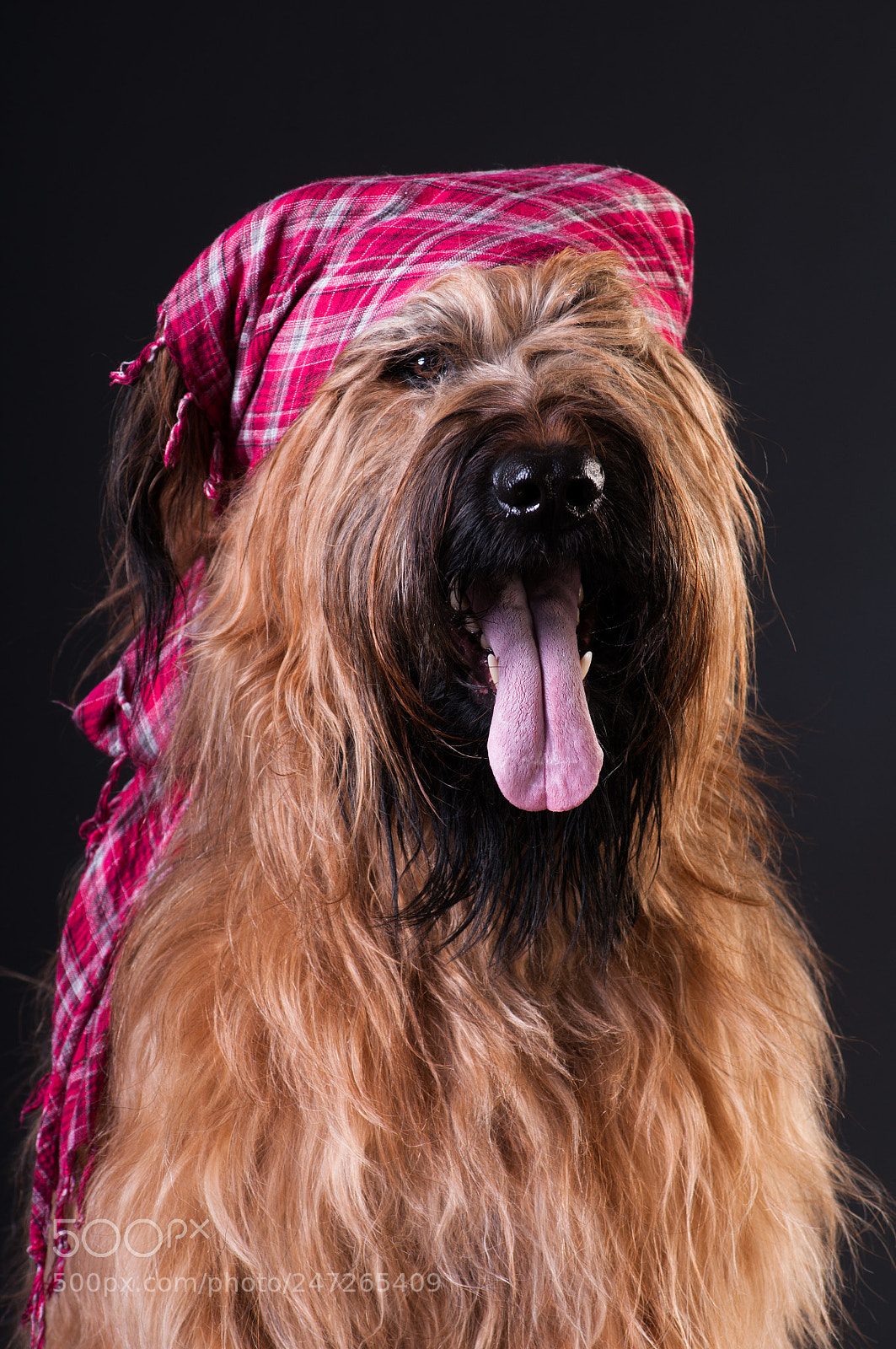 Nikon D300 sample photo. Briard seb photography