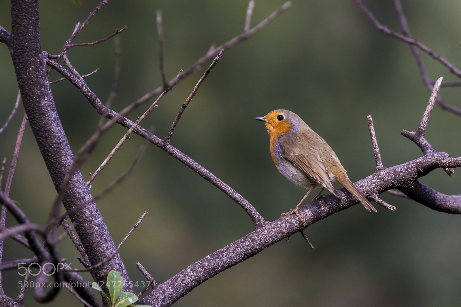 Canon EOS 7D Mark II sample photo. All time robin photography