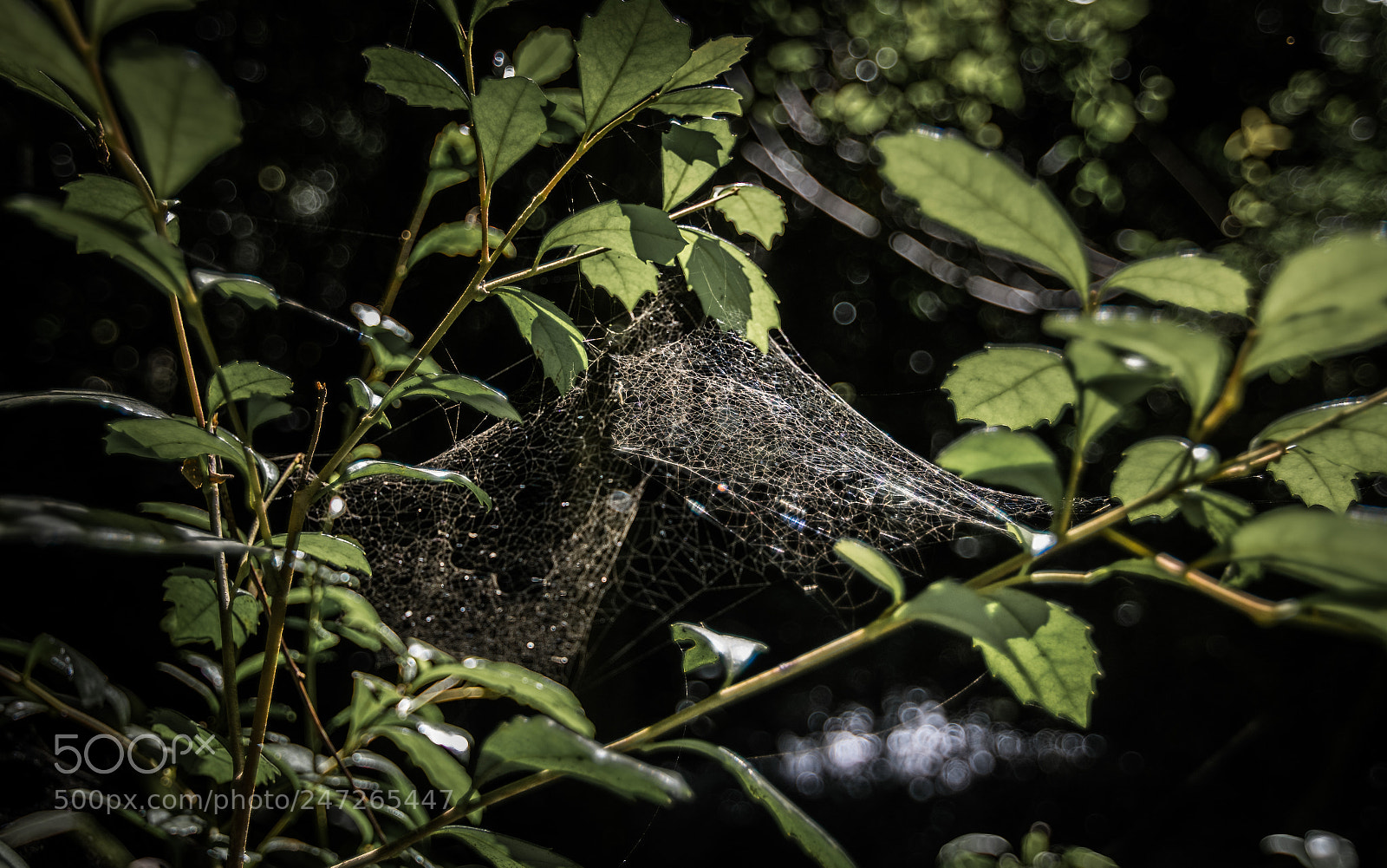 Nikon D3400 sample photo. Spider web without spider photography
