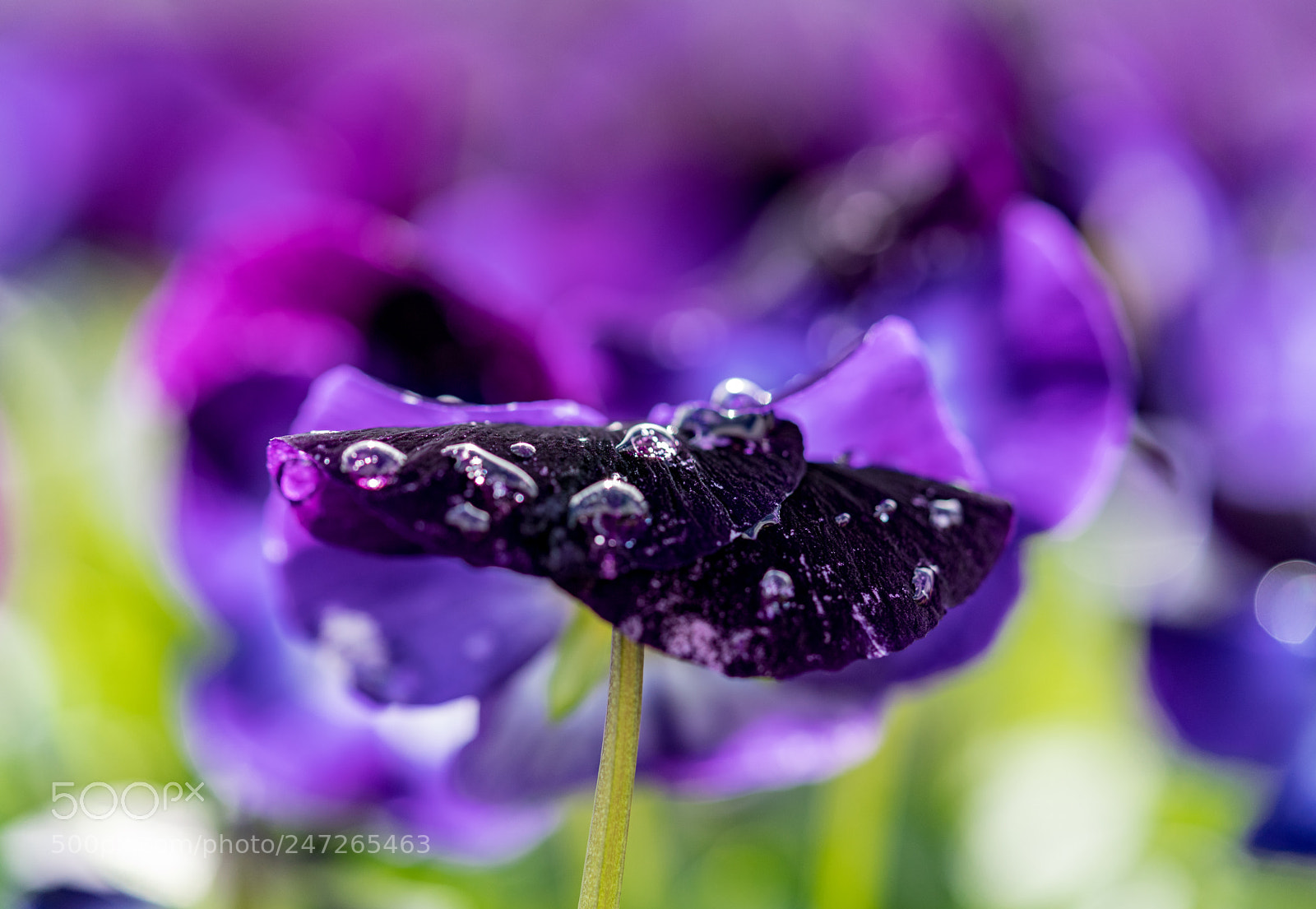 Sony a7R II sample photo. Spring is coming photography