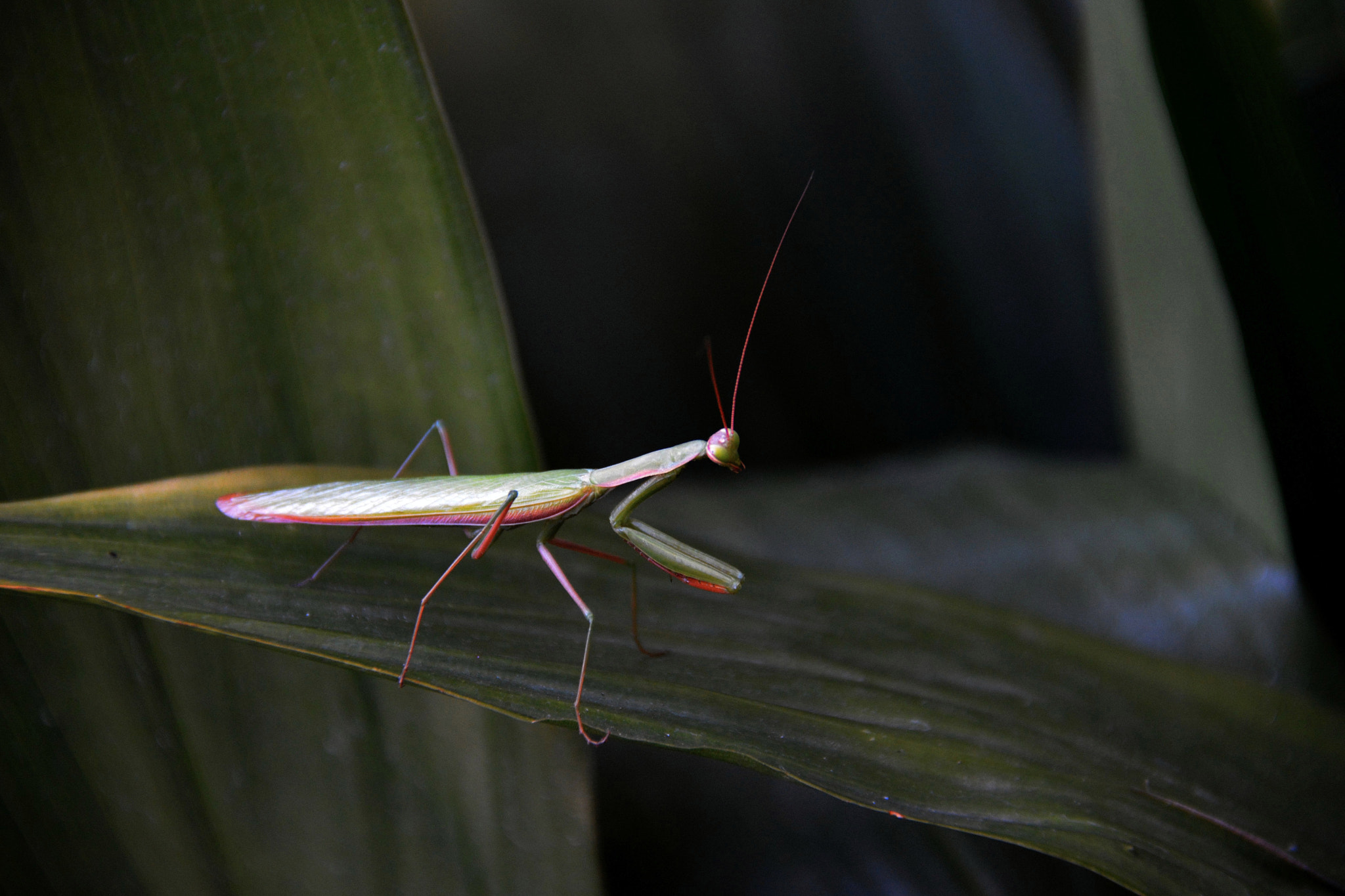 Nikon D5200 sample photo. Mantis religiosa photography